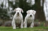 DOGUE ARGENTIN 274